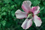Rose of Sharon with Bee