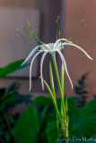 Rocky Shoals Spider Lily