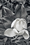 Today's Magnolia