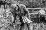 Jorge Harvesting Tobacco