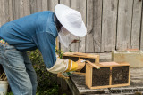 Opening the Packages of Bees