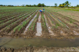 Planting Onions