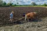 Manuel Plowing