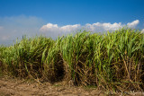 Sugarcane