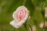 Rosebud, 1