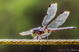 Dragonfly, II