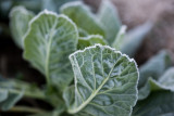Frost on the Collards