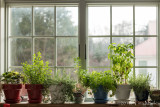 Window Herbs