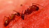 Ants on Watermelon