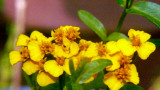 Blooming Herb   Tarragon?