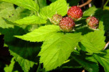 thorned berry