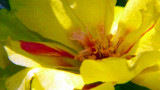 Portulaca