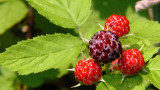 thorned berries (wild)