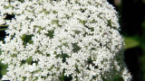 Queen Annes Lace