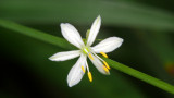 Spider Plant Flower