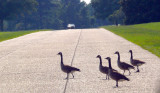 Goose Crossing