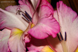 Gladiolus Blooms