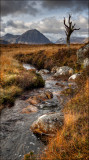 Dead Tree Rannoch Moor.