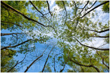 A view from below