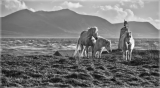 Ponies on Llanddwyn