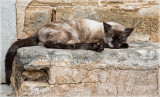 camo cat-small.jpg