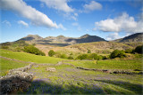 Blaenau Bluebells