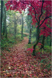 Autumn near Betws y Coed