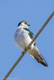 Violet-green Swallow