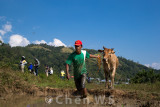 Handlers bringing the bulls to the arena