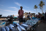 Morning fish market