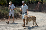 Cheetah with handlers at Australia Zoo.