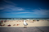 Seagull at Surfers paradise, Gold Coast.