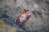 Ancient life preserved, Yehliu Geopark