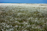 Cotton Grass