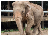 Elephant in Chiang Mai