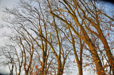 the naked trees form their own arch