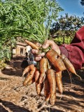 SC240110-carrots-e.jpg