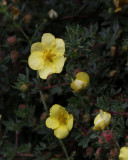 Glendalough-Yellow Flower