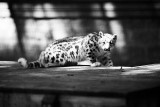 baby snow leopard