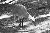 Nilgai antelope female