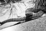 Eastern Diamondback rattlesnake