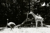ostrich and juvenile giraffe