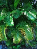 Palms, Hana, Maui.