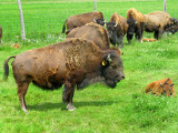 FERME LA BISONNIRE, St-prosper De Champlain, Qubec