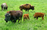 FERME LA BISONNIRE, St-prosper De Champlain, Qubec