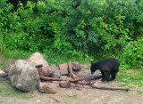 J'ai aussi pu rencontrer un jeune ours noir...