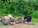 Jai aussi pu rencontrer un jeune ours noir...