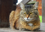 Koltsovo,Selivanovo district. The Guardian Of The Village