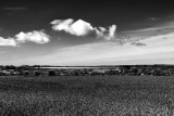 wheatfield and sky 2.jpg