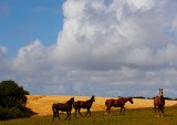 horses and clouds 2.jpg